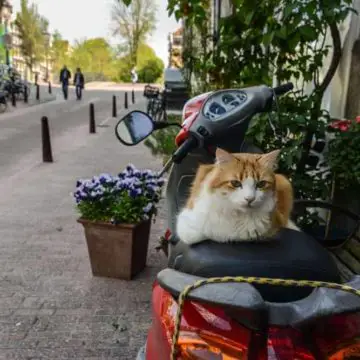 cats in Amsterdam