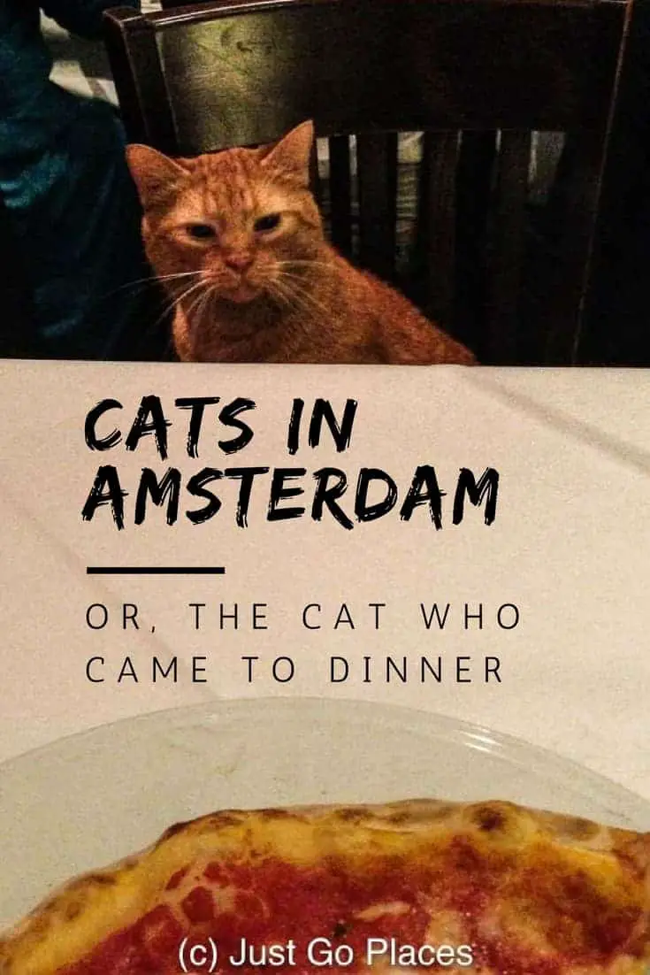 cats in Amsterdam