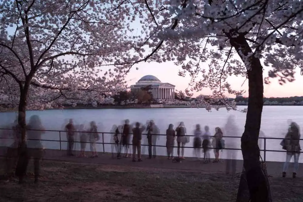 Cherry Blossom Festival in Philadelphia