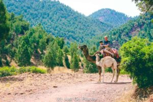 This little camel refused to be separated from his mother.