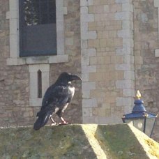 tower of london raven