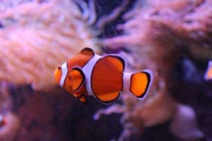 a clownfish