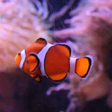 a clownfish