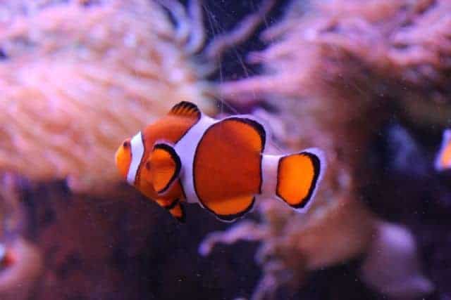 Marvellous Mystic Aquarium in Connecticut