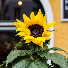 Hallstatt flower in the rain