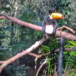 The Truth About Toucans