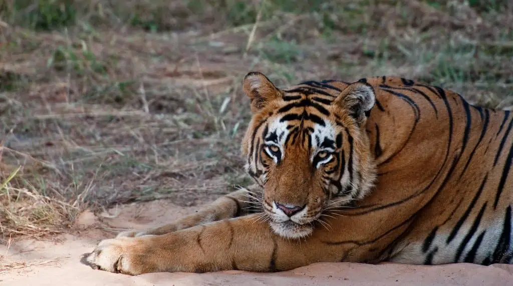 Tiger at Ranthambore Tiger Preserve