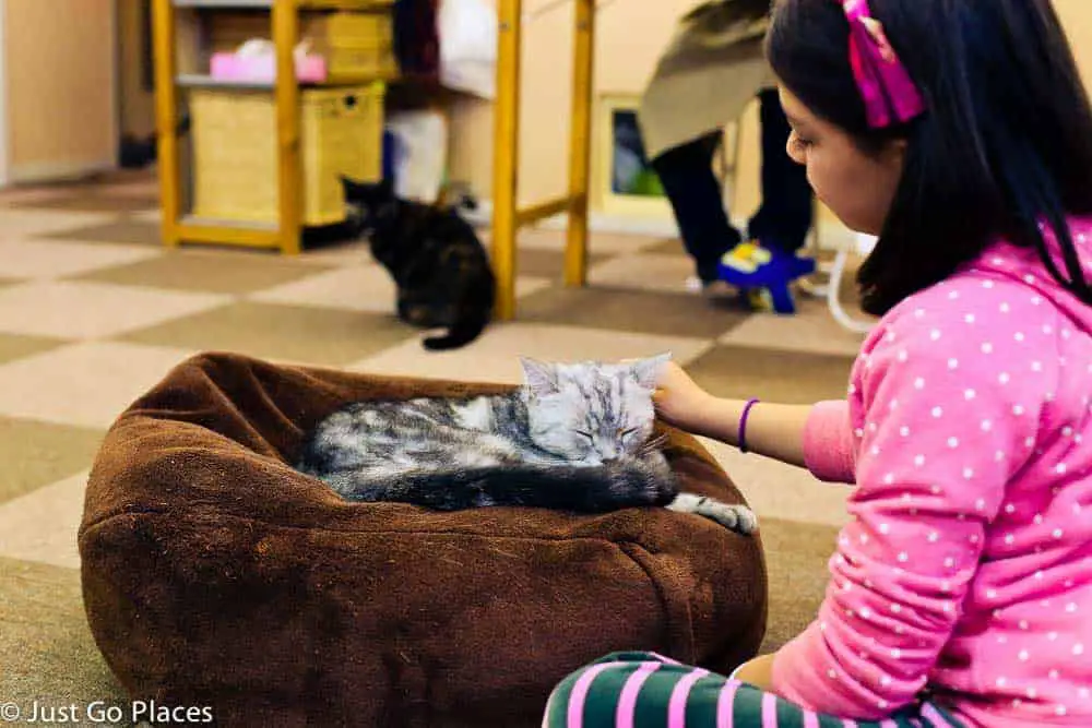 cat cafe with kids