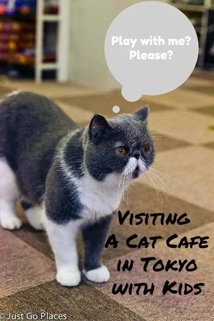 A Complete Cutefest at a Cat Cafe with Kids A Complete Cutefest at a Cat Cafe with Kids