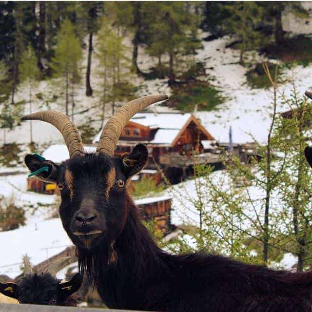 A mountain goat in Tirol