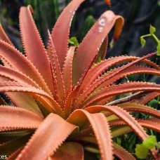 Kirstenbosch Garden in Cape Town