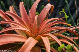 Kirstenbosch Garden in Cape Town