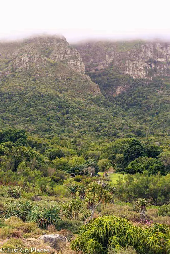 Kirstenbosch Garden in Cape Town