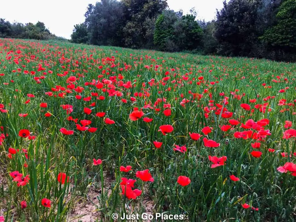 The Costa Brava Countryside