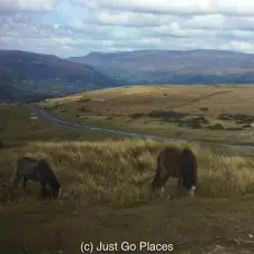 wild ponies grazing on moorland in the Brecon Beacons