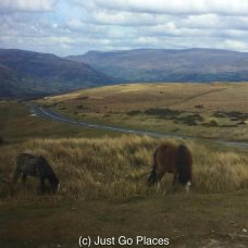 wild ponies grazing on moorland in the Brecon Beacons