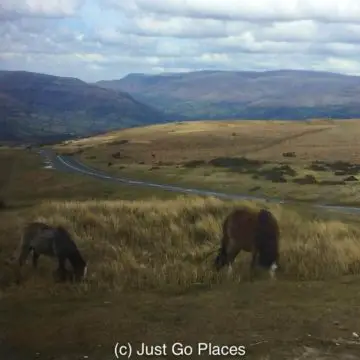 wild ponies grazing on moorland in the Brecon Beacons