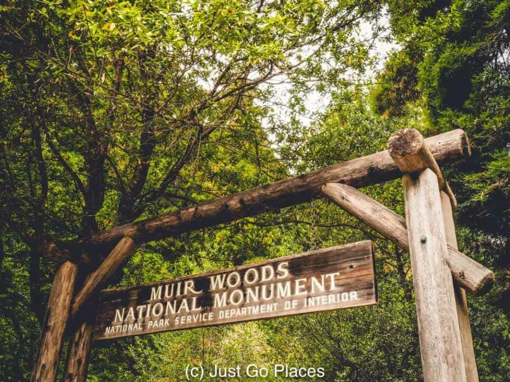 Visiting the California Redwoods at Muir Woods with kids