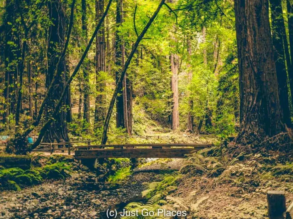 Visiting the California Redwoods at Muir Woods with kids