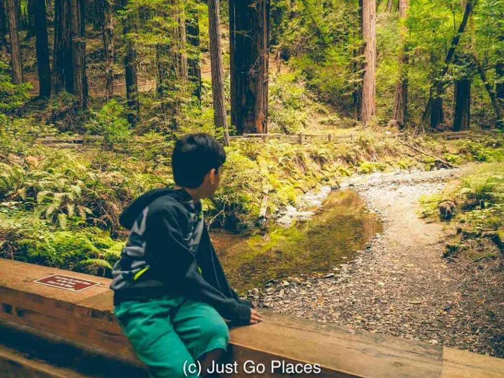 Visiting the California Redwoods at Muir Woods with kids