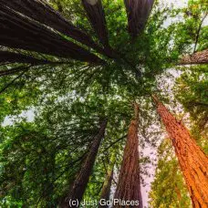 Visiting the California Redwoods at Muir Woods with kids