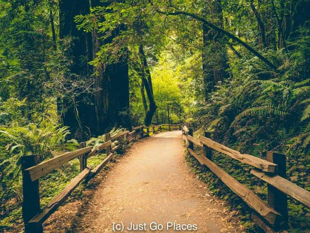 Visiting the California Redwoods at Muir Woods with kids