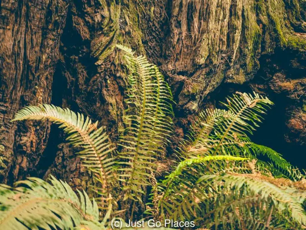 Visiting the California Redwoods at Muir Woods with kids