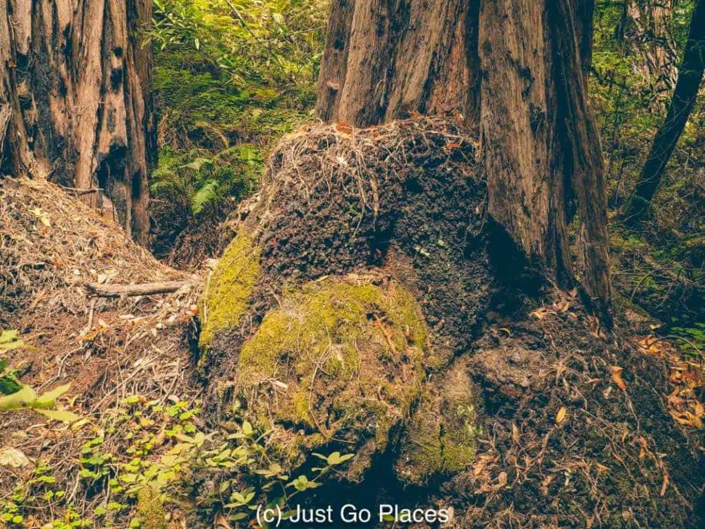 Visiting the California Redwoods at Muir Woods with kids