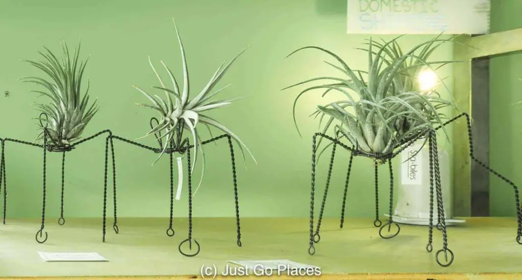 Air plant sculptures done by local artist, Sam Guzman. Loved it so much, I bought one.