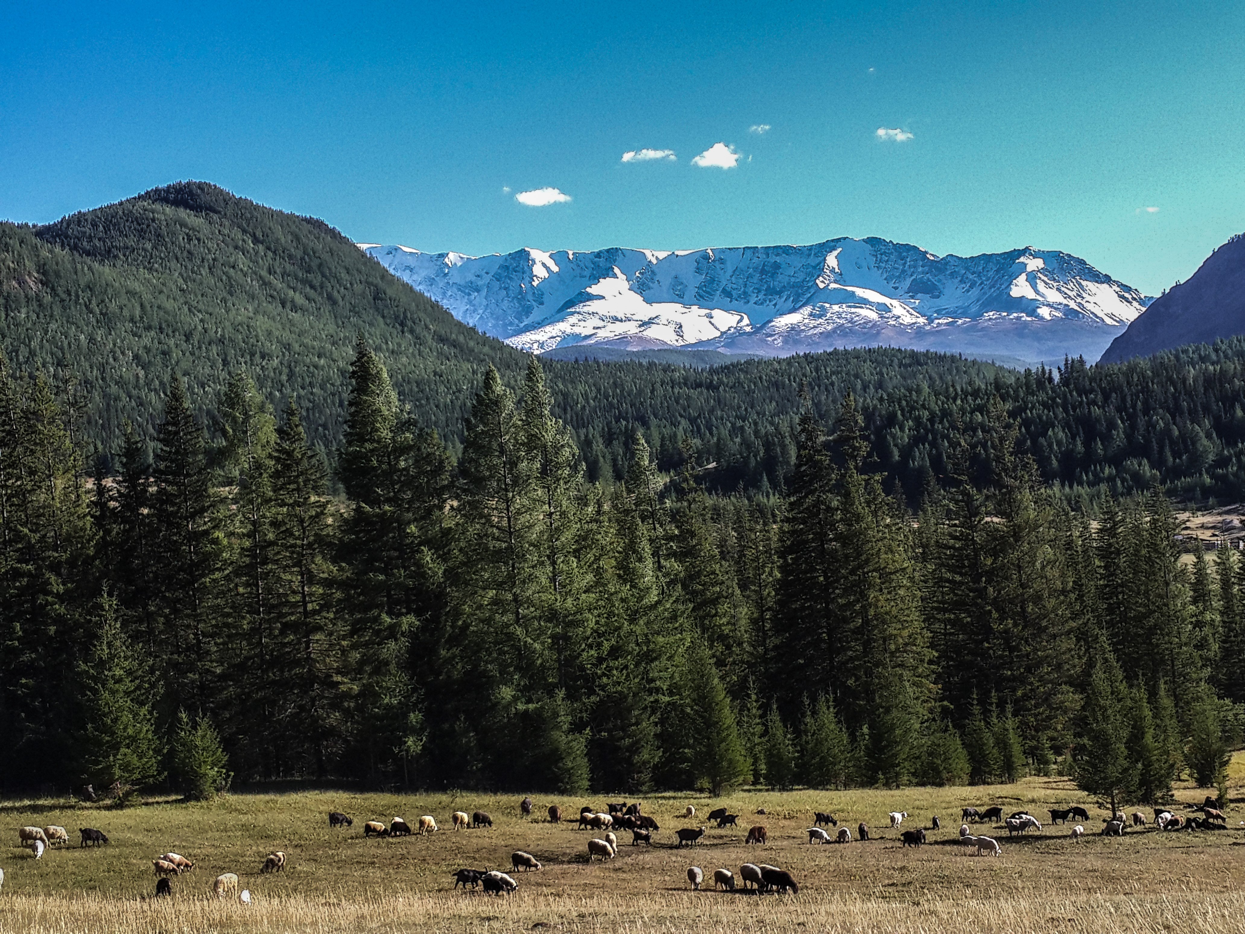 The ultimate road trip is the Mongol Rally that runs from England to Russia