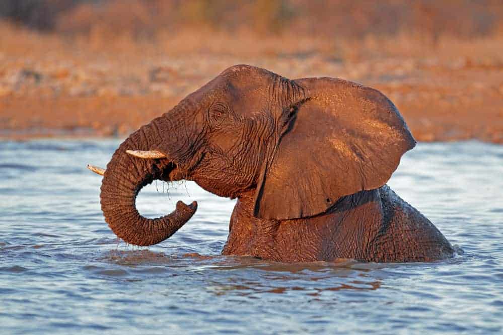 volunteer-in-africa