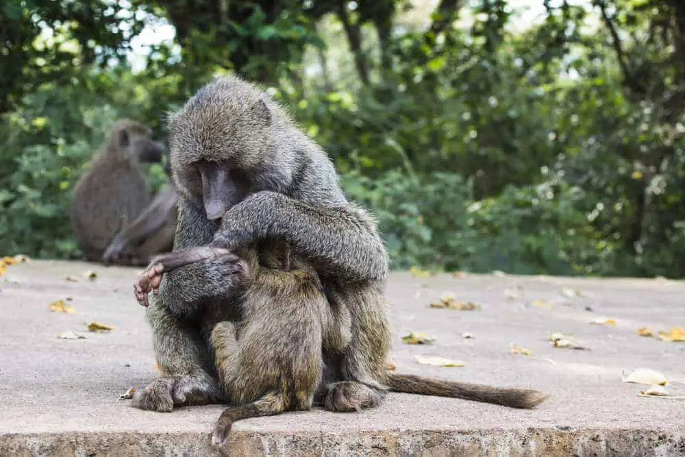 How to choose a wild animal sanctuary when volunteering in Africa