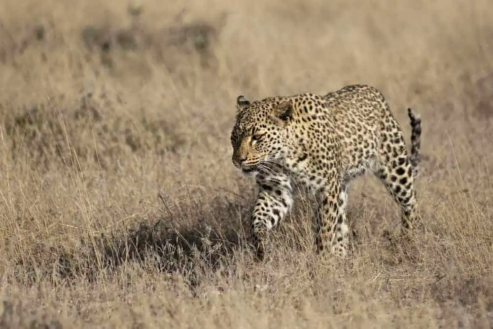 How to choose a wild animal sanctuary when volunteering in Africa