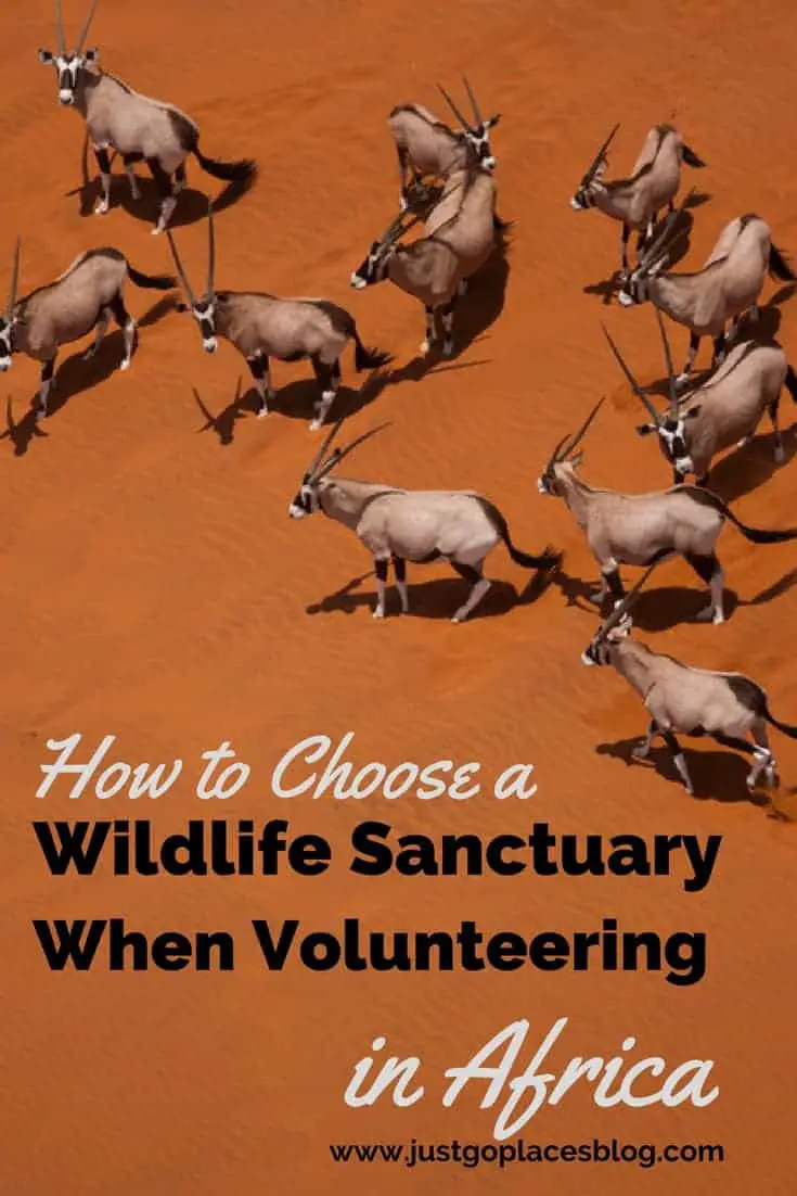 How to choose a wild animal sanctuary when volunteering in Africa