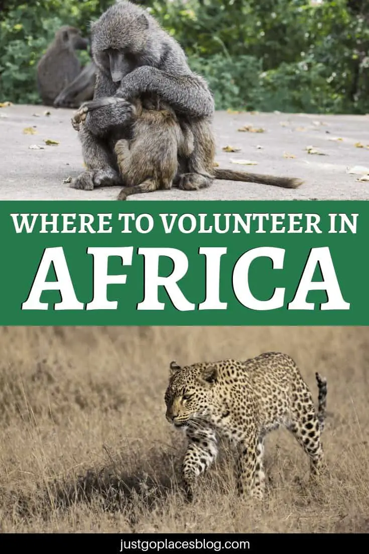 How to choose a wildlife animal sanctuary when you decide to go volunteering in Africa? Check out this post where Maria tells us of her experience volunteering at N/a’ankuse, a wildlife rescue centre in Namibia. Plus, find out what to look for when you have to decide where to go. Responsible volunteering in Africa is important! #africa #volunteer #volunteering #volunteeringprogram #wildlife #namibia