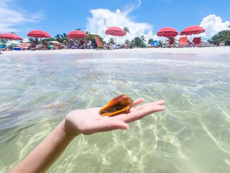 A live shell found on beach in Naples, Florida