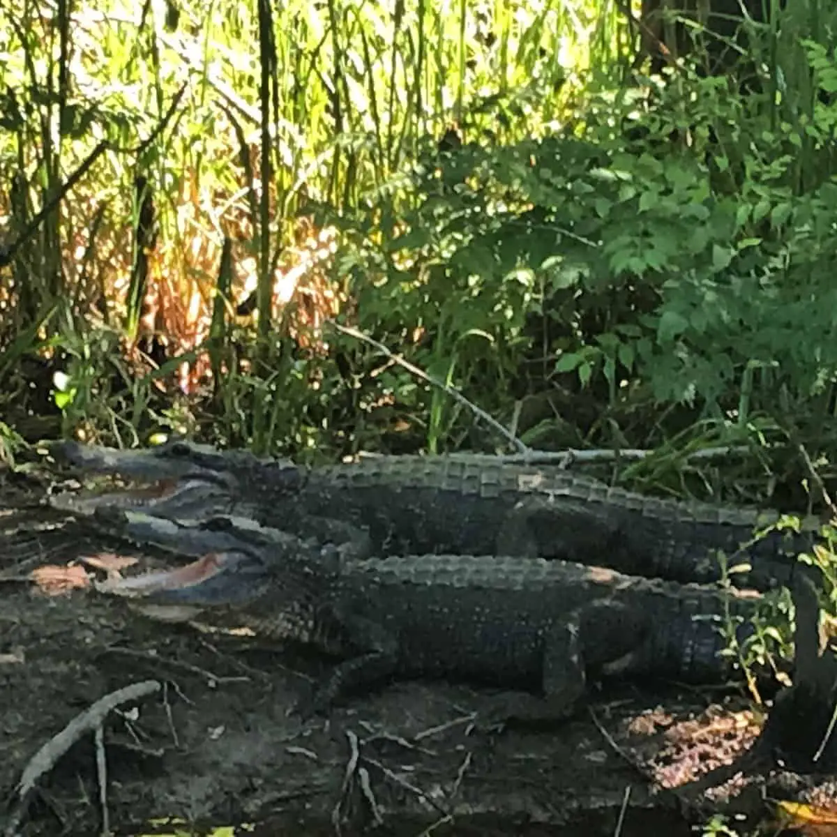 Twin alligators at Okefenokee National Wildlife Refuge on the Florida-Georgia border