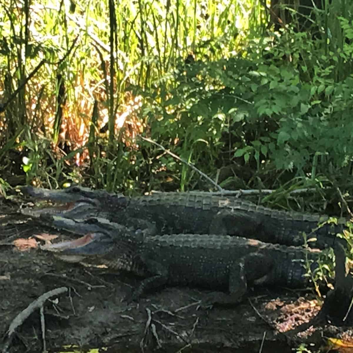 Twin alligators at Okefenokee National Wildlife Refuge on the Florida-Georgia border