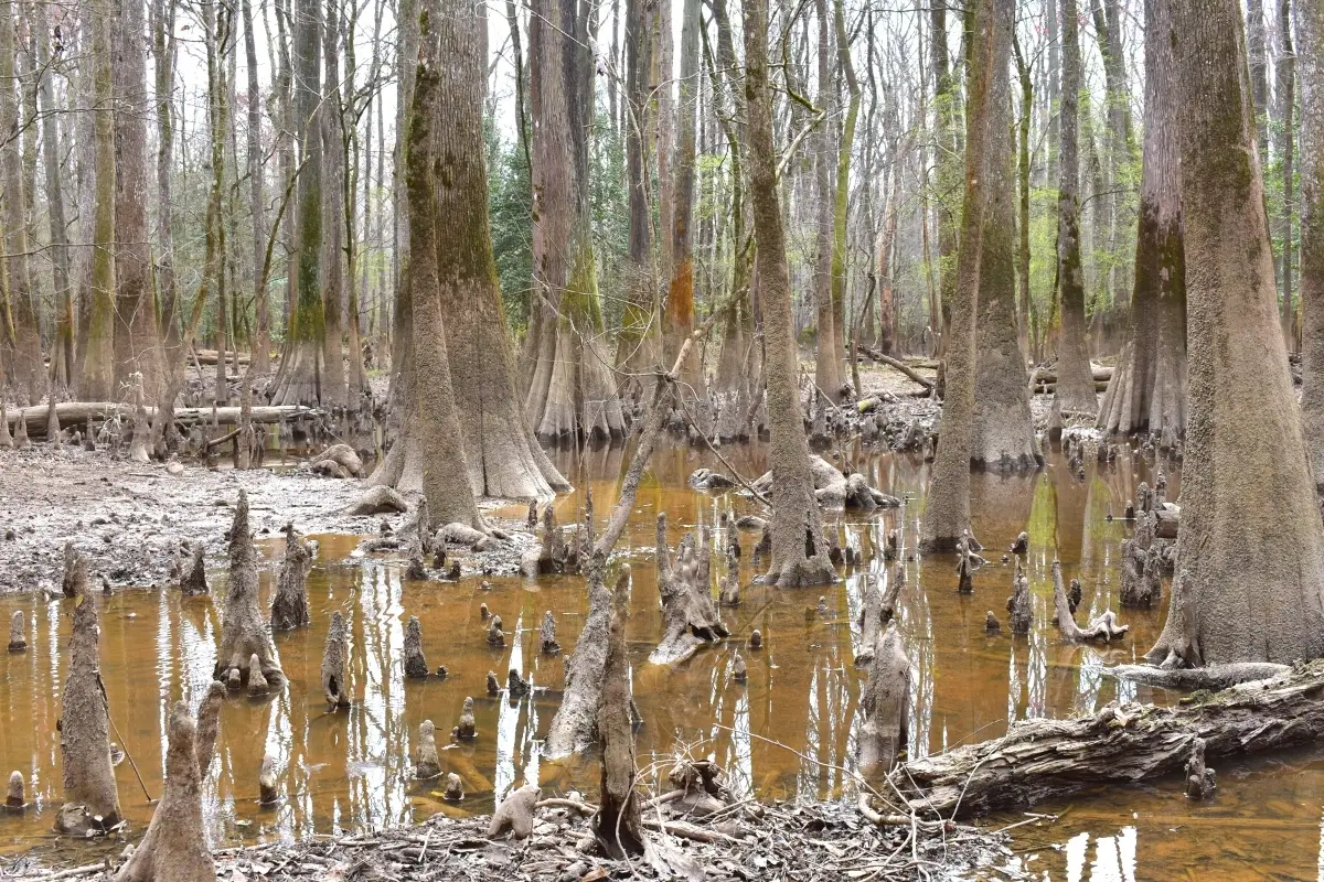 swampland in Congaree National Park