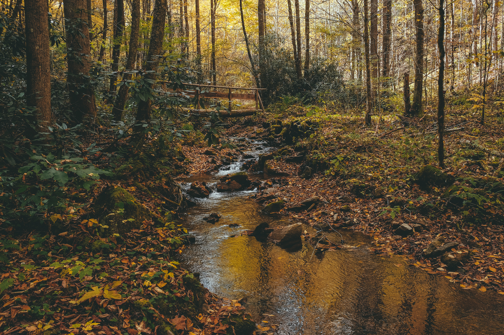 trees and stream in Rocky Fork State Park in Tennessee