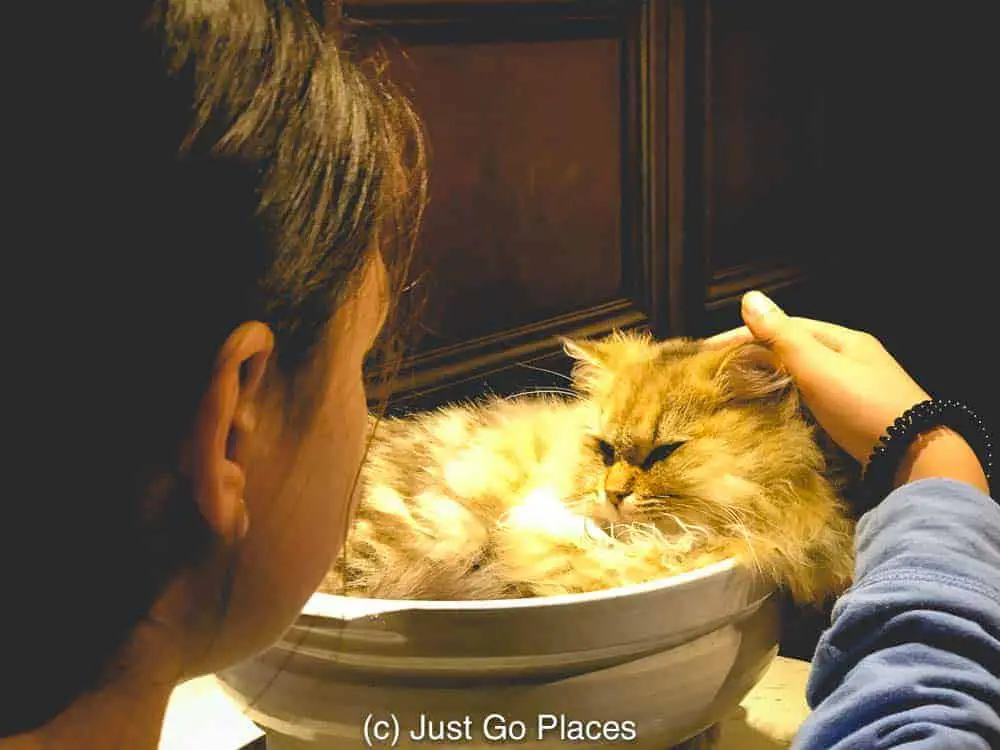 A kitty in a bowl at the Cat Cafe on Takeshita Street