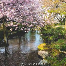 Cherry blossoms in bloom at Kenrokuen Garden in Kanazawa