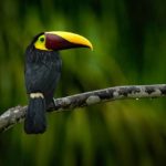 Where To Go In Central America and the Caribbean for Nature Travel and Wildlife Travel