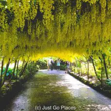 This Bodnant Laburnum Arch planted in 1880 is an homage to similar arched walkways from earlier centuries popular in Europe.