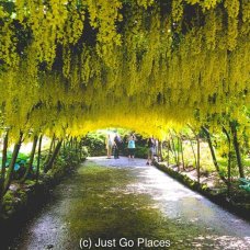 This Bodnant Laburnum Arch planted in 1880 is an homage to similar arched walkways from earlier centuries popular in Europe.