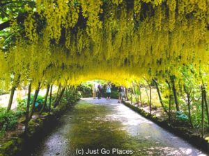 This Bodnant Laburnum Arch planted in 1880 is an homage to similar arched walkways from earlier centuries popular in Europe.