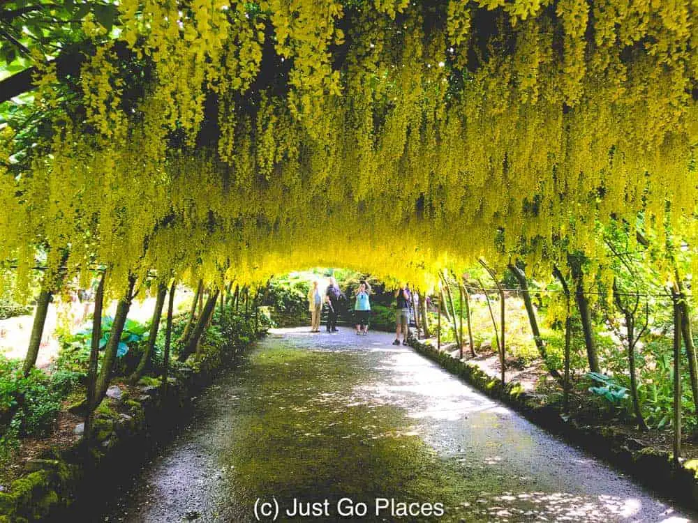 This Bodnant Laburnum Arch planted in 1880 is an homage to similar arched walkways from earlier centuries popular in Europe.