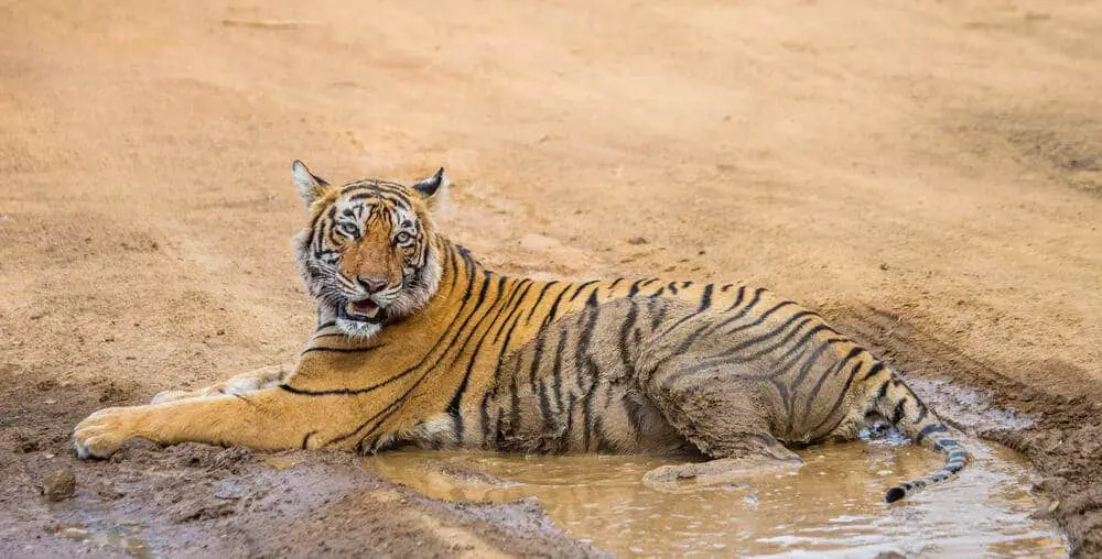 One great option is to combine a India Golden Triangle tour and tiger safari at Ranthambore National Park