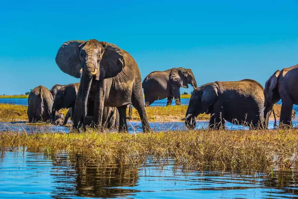 Elephants in the Chobe River in Botswana