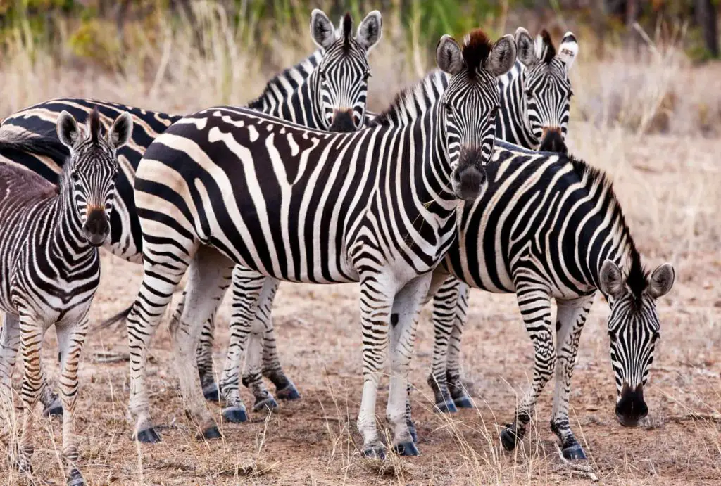 A zebra herd wanting to know what you are looking at.